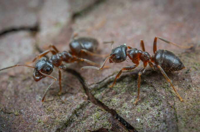 hodowanie mrowek
